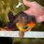 AAA Grade Godzilla Apache Oranda Male 5.5 inches #050925OR_55