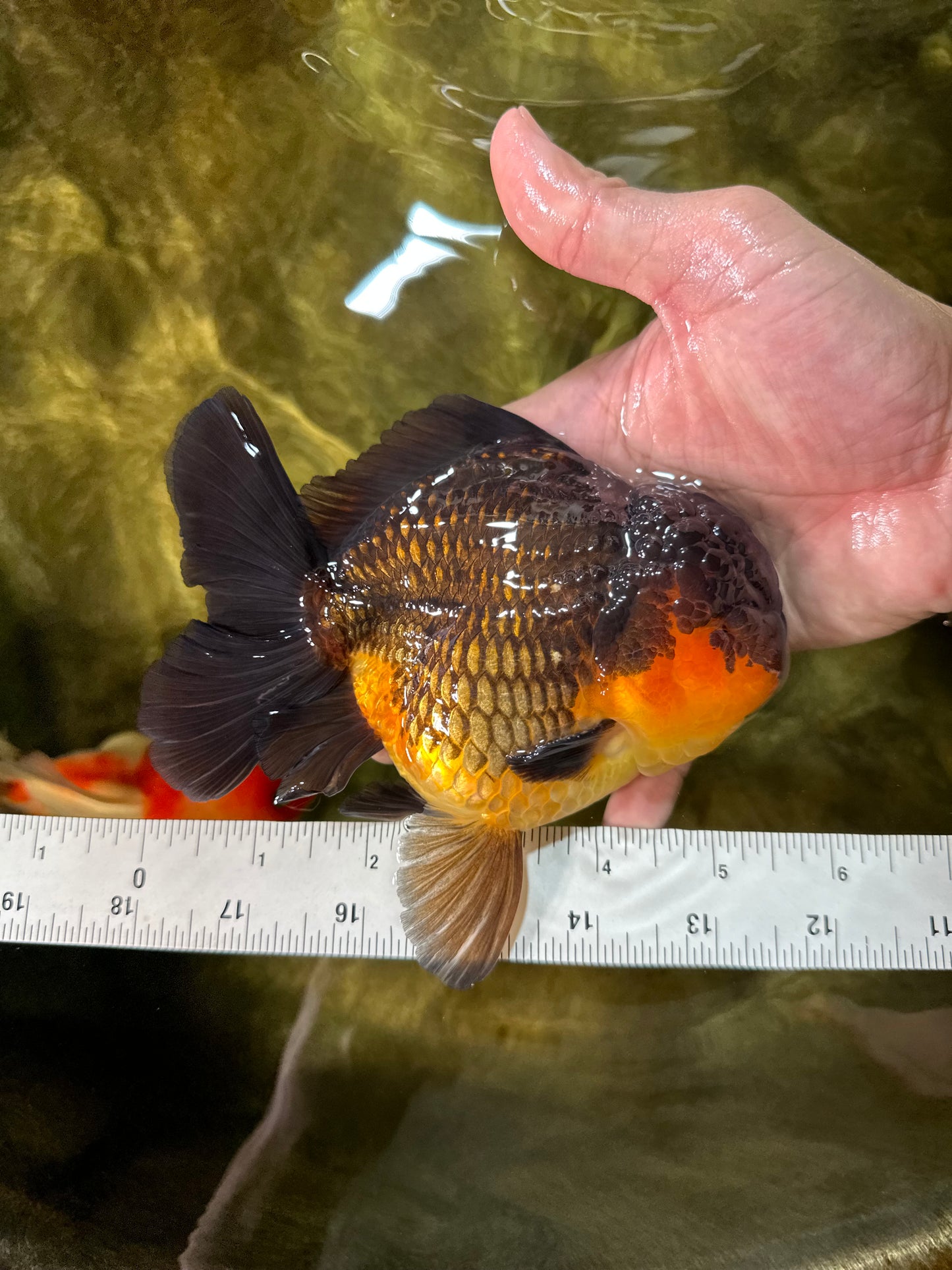 AAA Grade Godzilla Apache Oranda Male 5.5 inches #050925OR_55