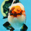 AAA Grade CHUBBY CHEEK Tricolor Oranda Male 5.5  inches #082225OR_12