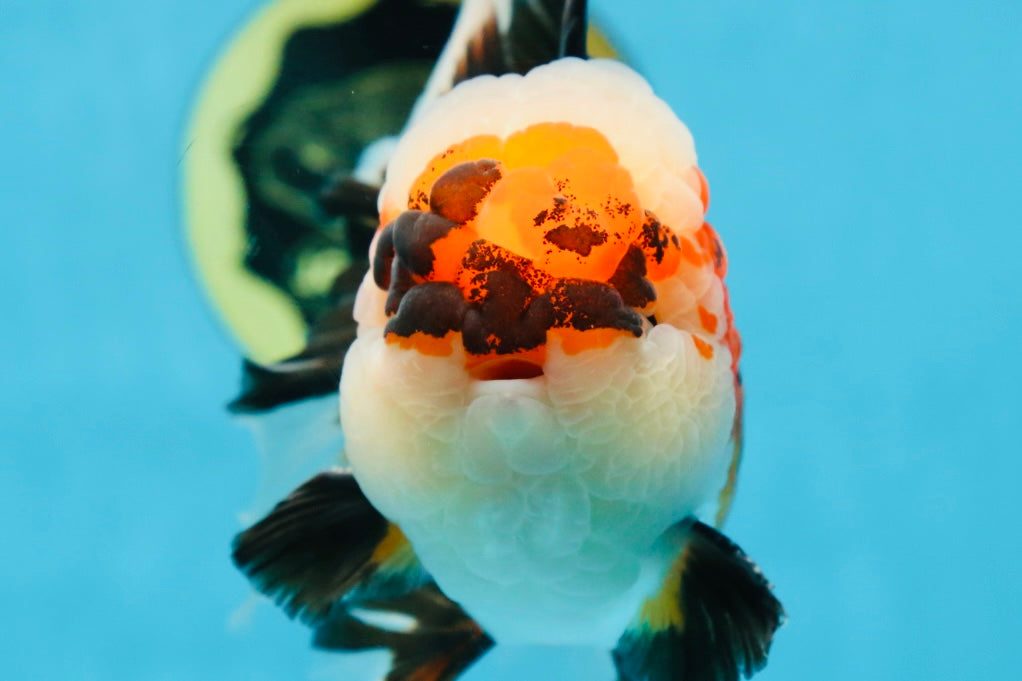 AAA Grade CHUBBY CHEEK Tricolor Oranda Male 5.5  inches #082225OR_12