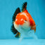 A Grade Tricolor Yuanbao Male 4.5 inches #103125YB_02