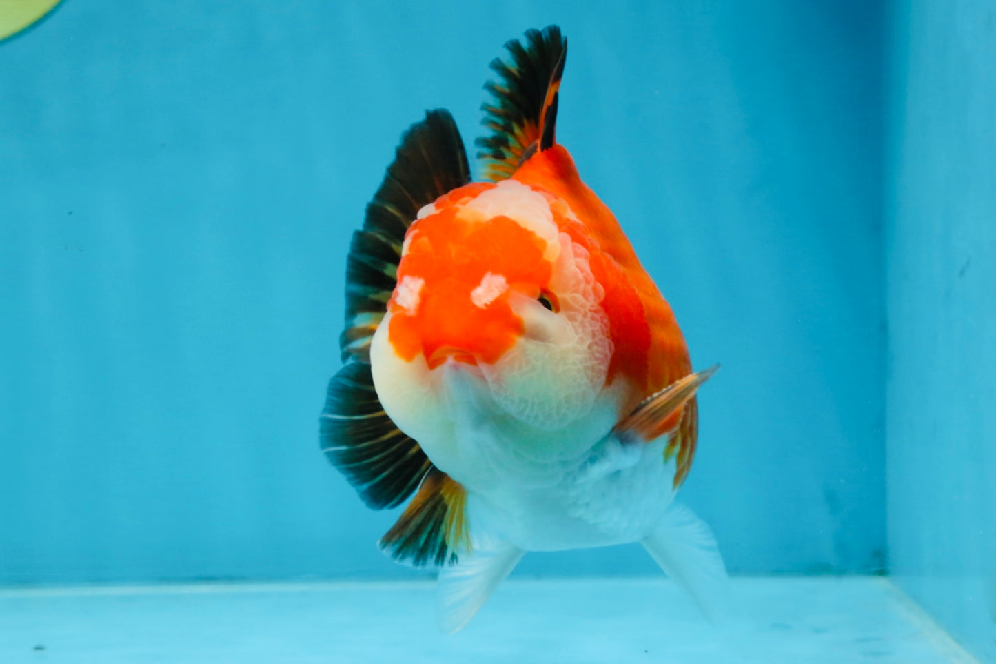 A Grade Tricolor Yuanbao Male 4.5 inches #103125YB_02