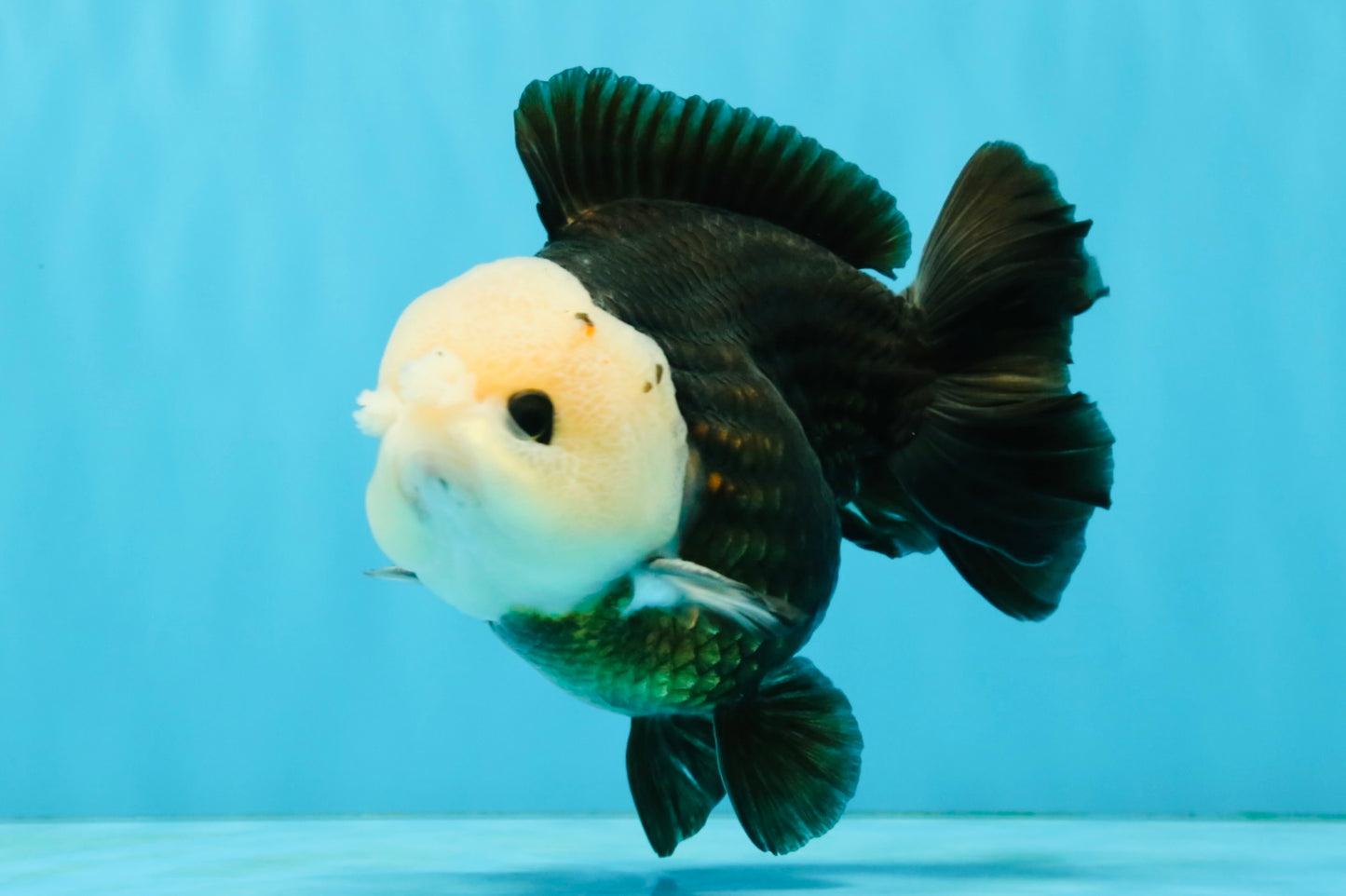 Pompom Panda Button Eyes Yuanbao Male 5-5.5 inches #040326YB_04