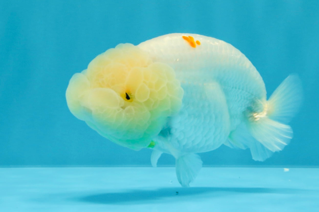 A Grade Dragon Head White LionQueen 4-4.5 inches #022726LC_23