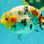 CHUBBY AAA Grade Diamond Scale Tricolor Ranchu Male 5.5 inches #100926RC_27