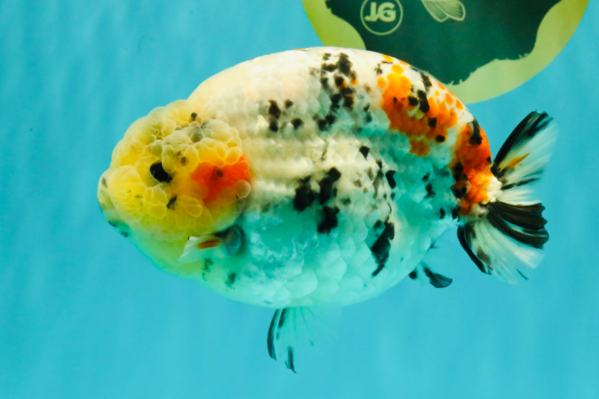 CHUBBY AAA Grade Diamond Scale Tricolor Ranchu Male 5.5 inches #100926RC_27