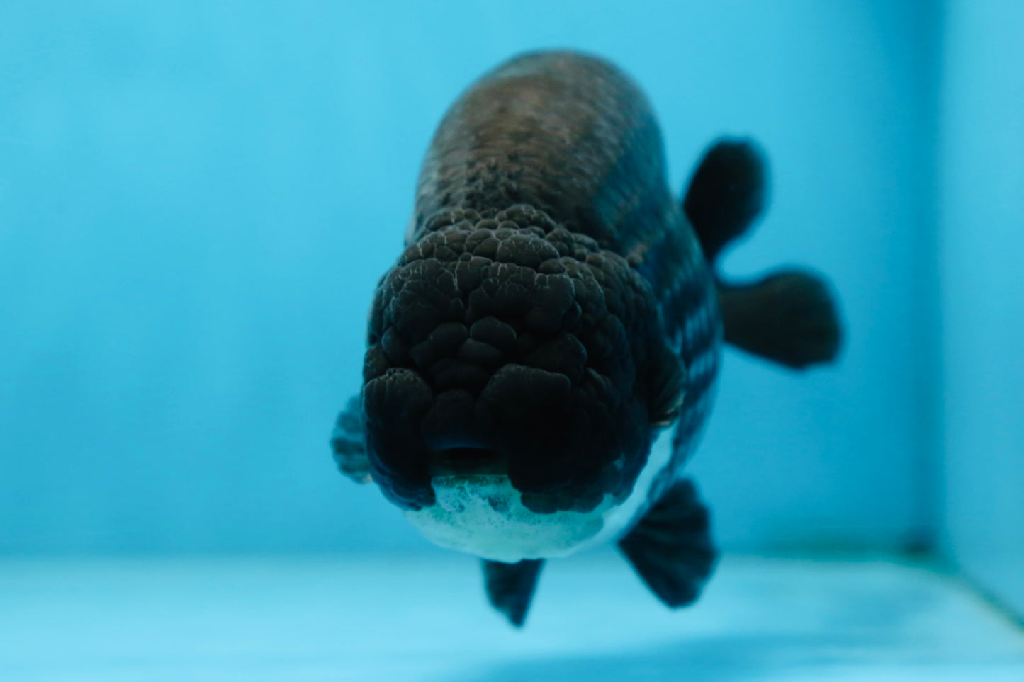 AAA Grade CHONKY Black Blue LionKing 5.5 inches #090525LC_05