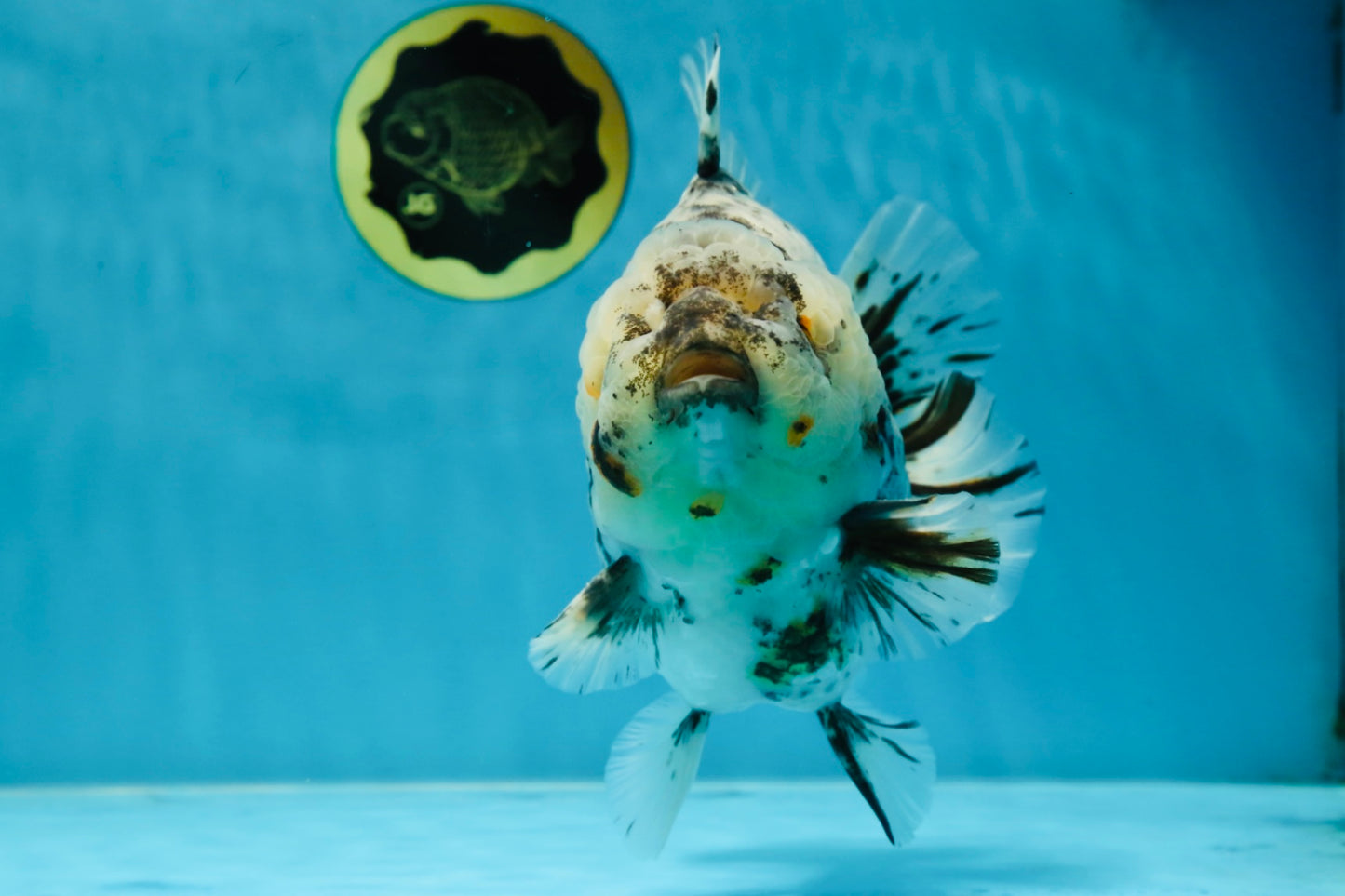 MONSTER AAA Grade White Tiger Yuanbao Male 7-7.5 inches #042525_01