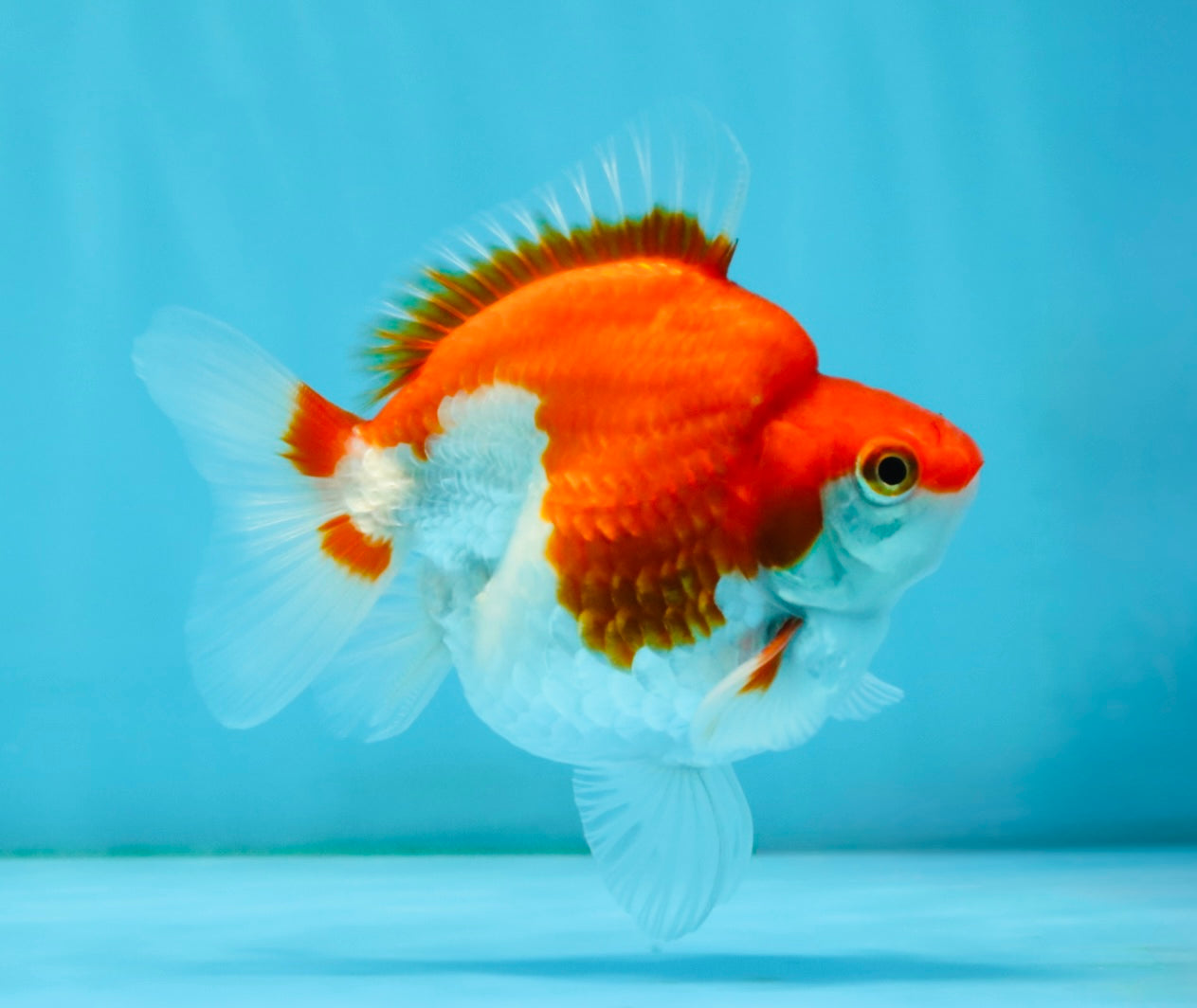 A Grade Red White Ryukin Male 4 inches #032726RK_27