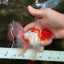 Red White Oranda Male 5 inches #101626OR_05
