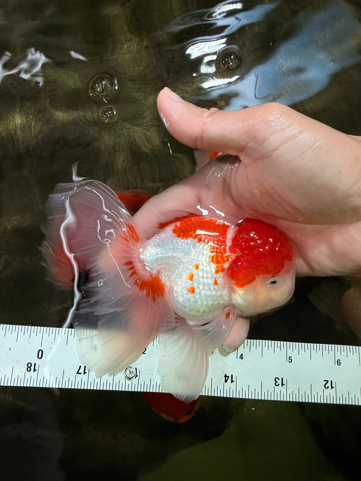 Red White Oranda Male 5 inches #101626OR_05
