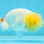 AAA Grade Young Lemonhead LionQueen 4 inches #101025LC_02