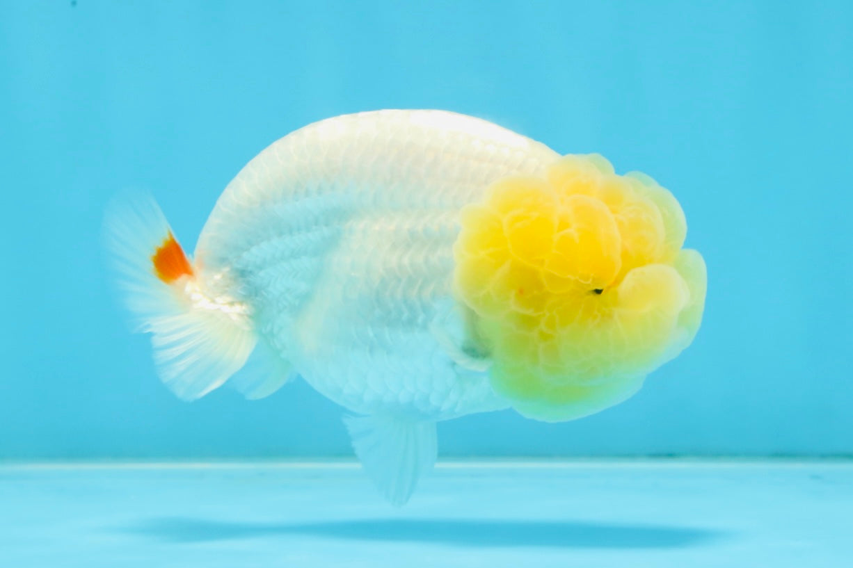 AAA Grade Young Lemonhead LionQueen 4 inches #101025LC_02