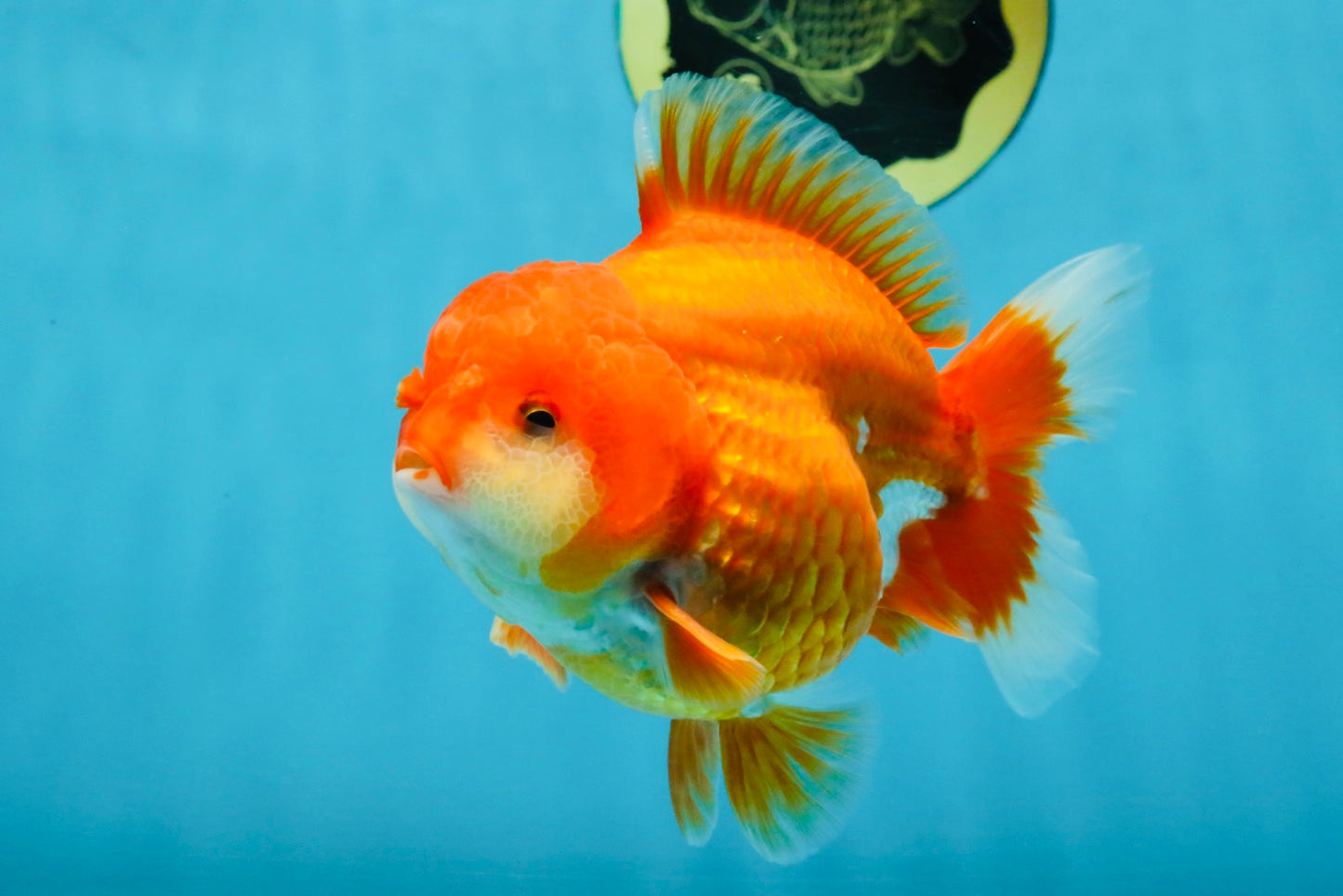 CHUBBY AAA Grade Red White Yuanbao Male 4.5 inches #121225YB_01