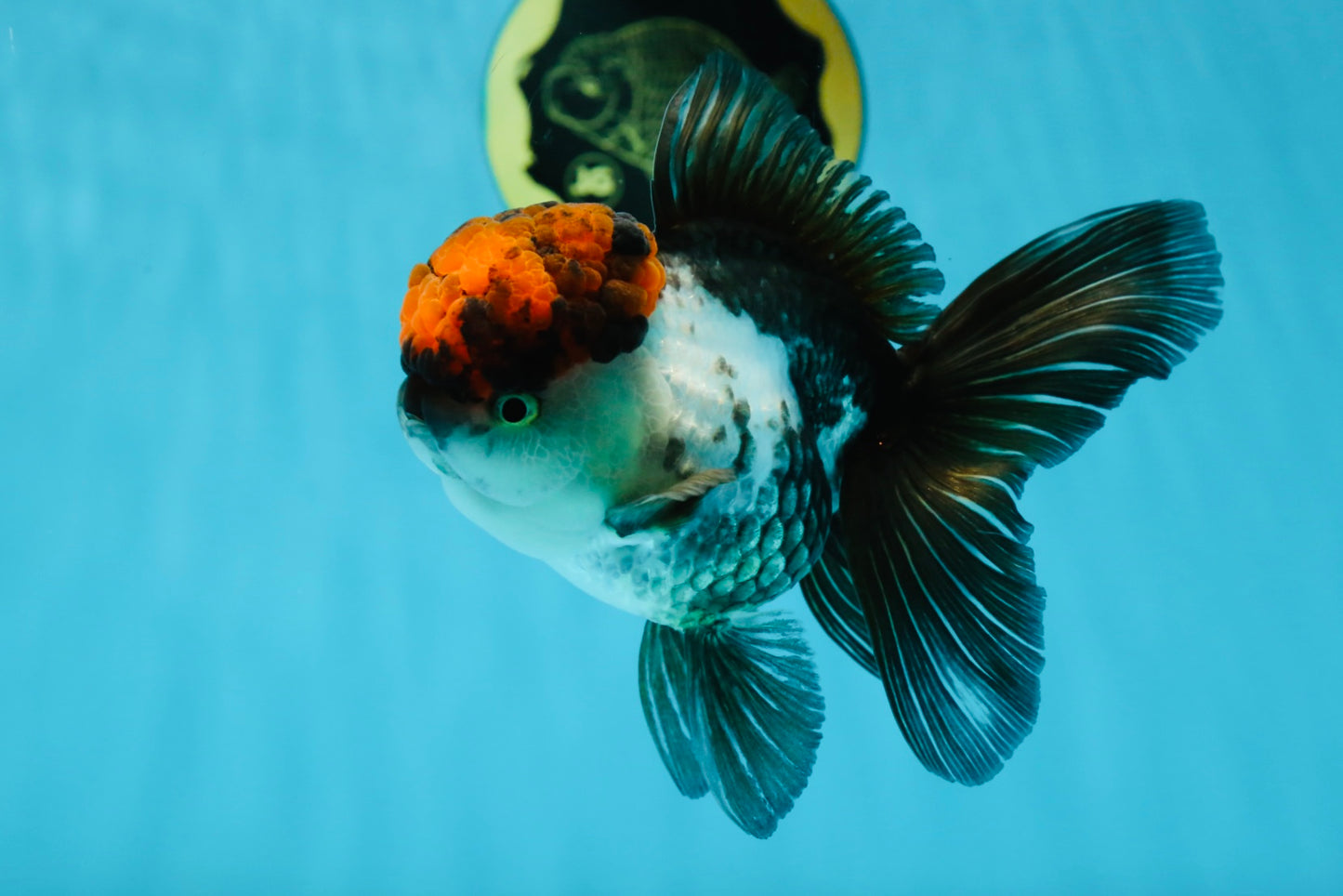 A Grade Fire Tricolor Oranda Female 5 inches #050225OR_02