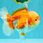 AAA Grade Red White Oranda Male 5.5-6 inches #071726OR_21