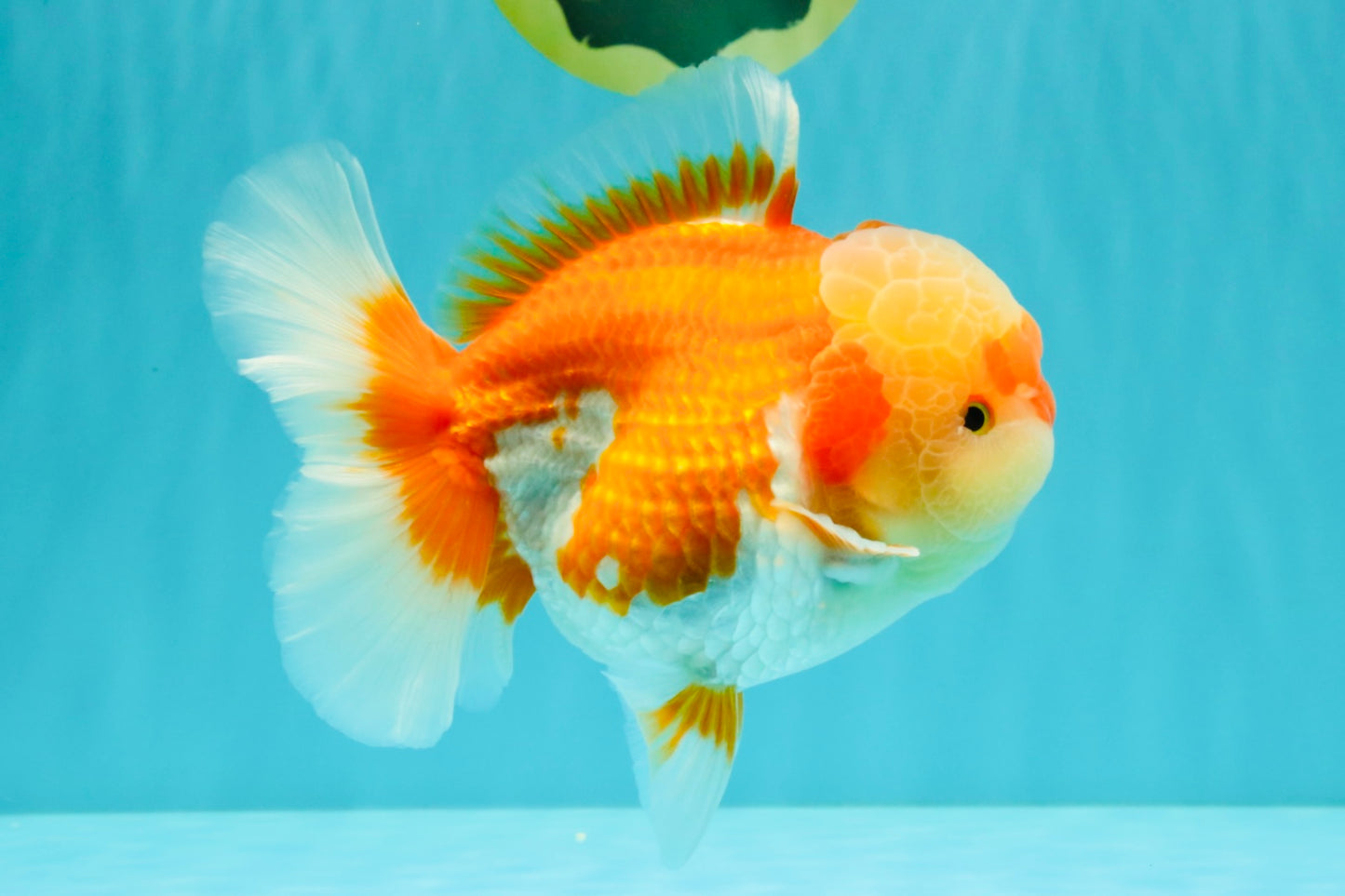 AAA Grade Red White Oranda Male 5.5-6 inches #071726OR_21