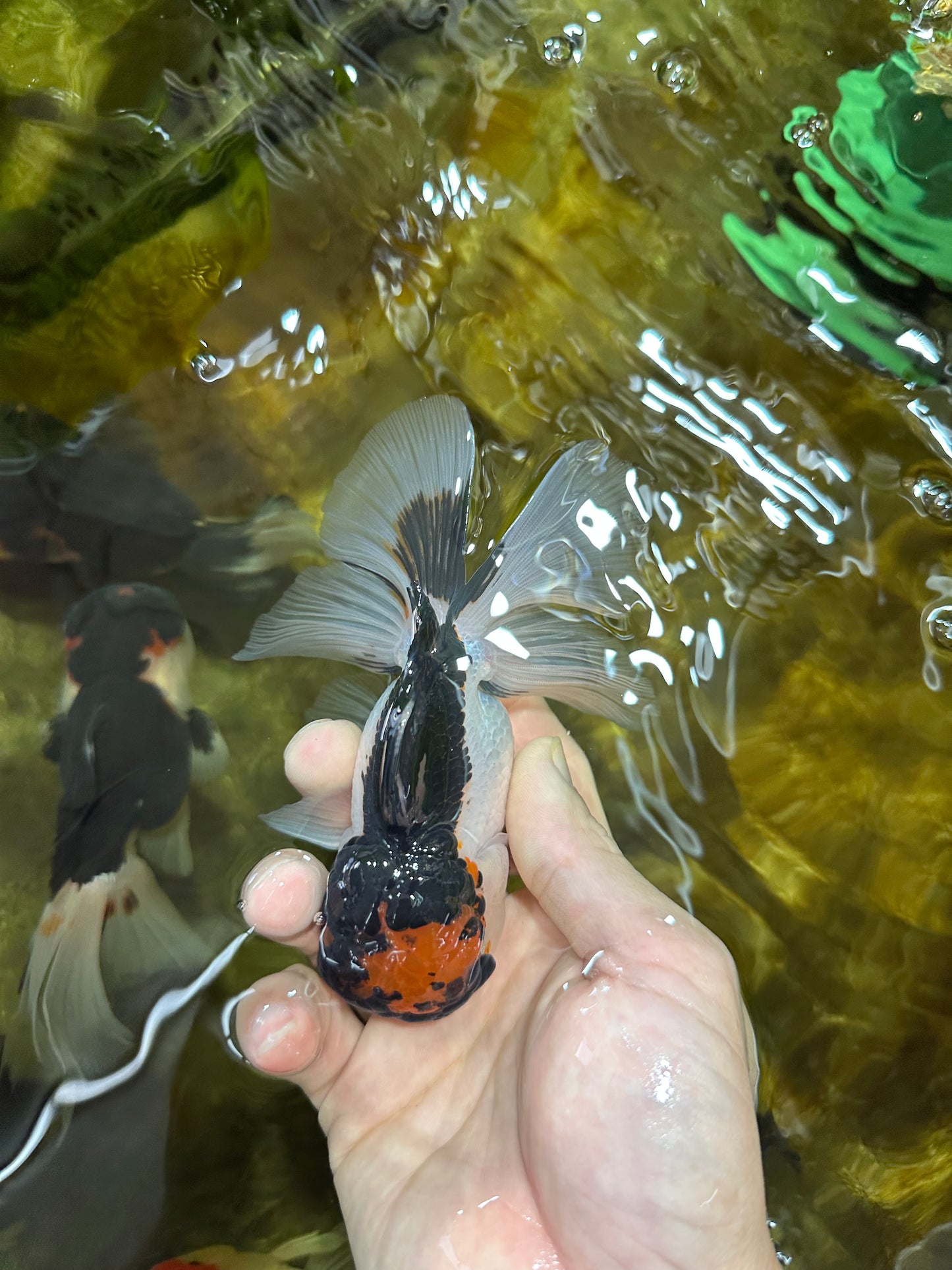 A Grade Tricolor Oranda Male 4.5 inches #053025OR_17