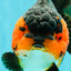 SUPER CUTE AAA Grade Tricolor Yuanbao Female 5 inches #062626YB_16