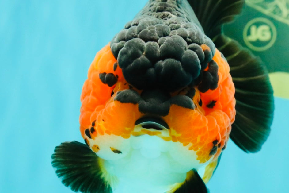 SUPER CUTE AAA Grade Tricolor Yuanbao Female 5 inches #062626YB_16