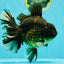 AAA Grade Broadtail Tiger Oranda Male 7.5 inches #073126OR_02