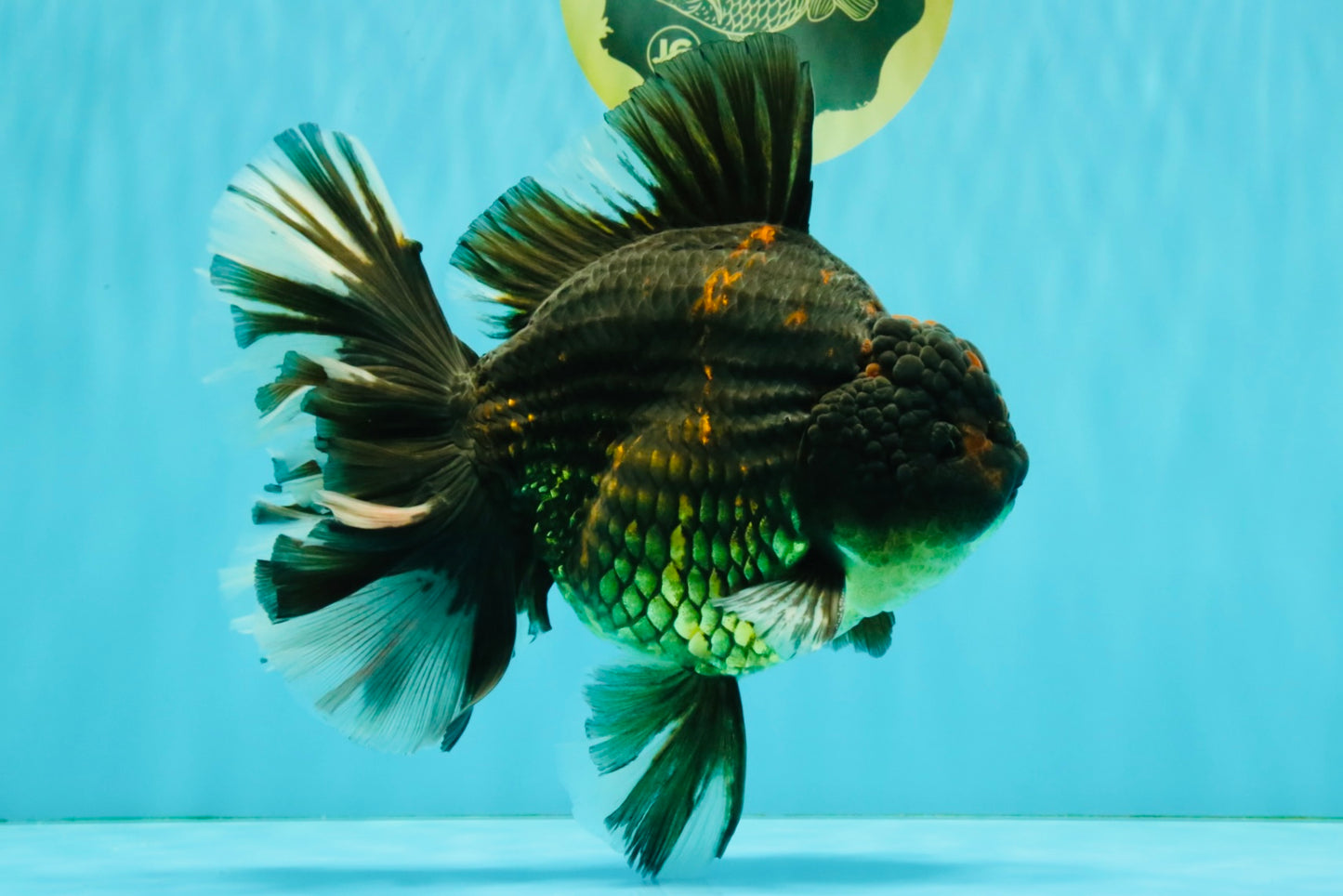 AAA Grade Broadtail Tiger Oranda Male 7.5 inches #073126OR_02