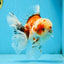 A Grade Young Godzilla Sakura Oranda Male 5.5 inches #080825OR_18