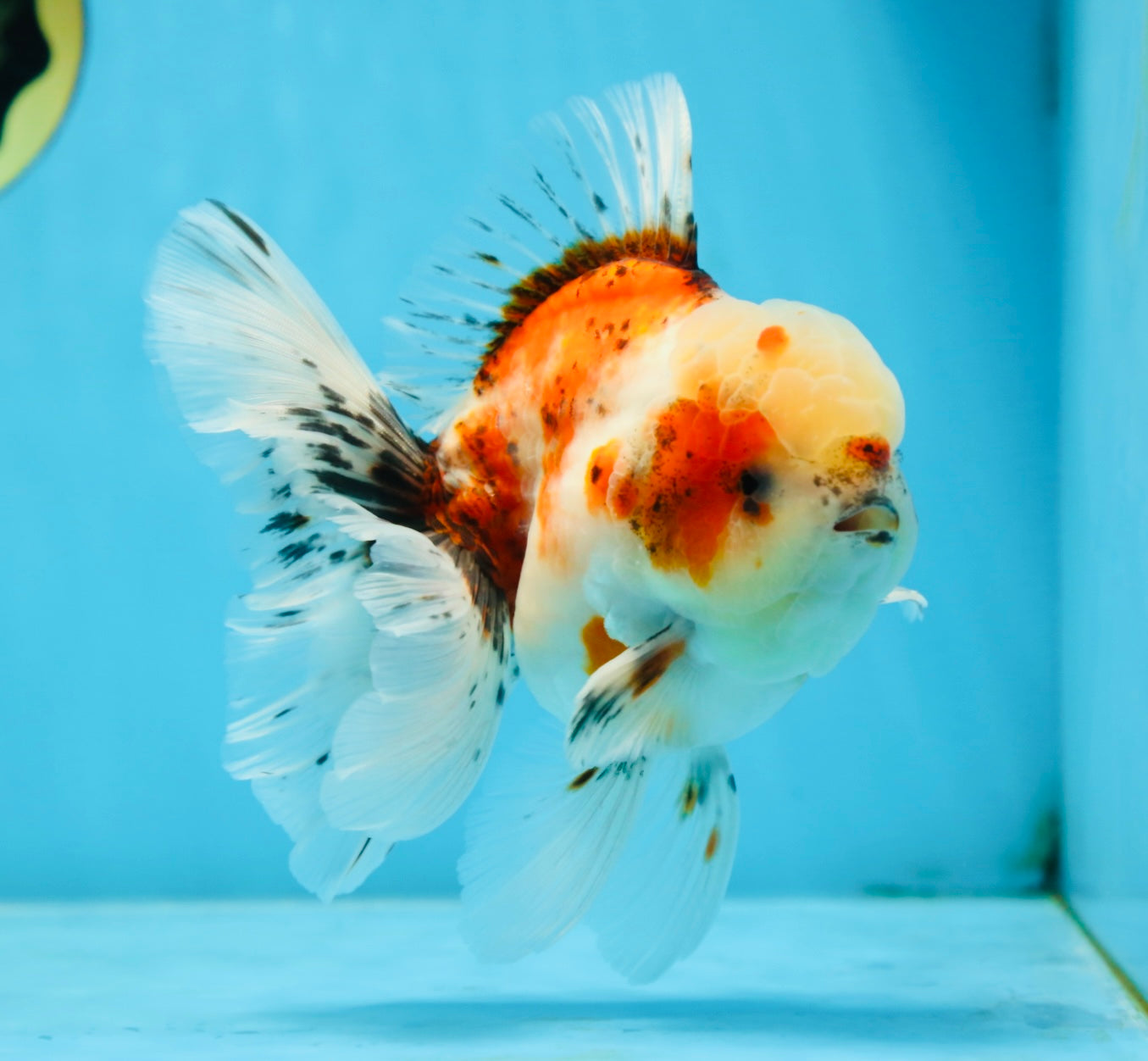 A Grade Young Godzilla Sakura Oranda Male 5.5 inches #080825OR_18