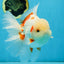 AAA Grade ADORABLE Sakura Oranda Male 6-6.5 inches #091925OR_14