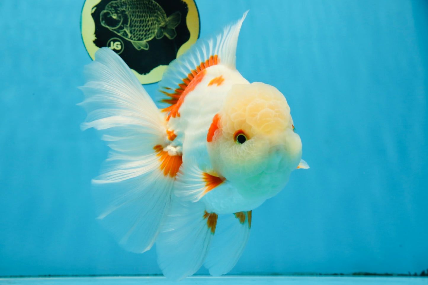 AAA Grade ADORABLE Sakura Oranda Male 6-6.5 inches #091925OR_14