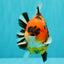 CHARLIE AAA Grade Tiger Yuanbao Male 5 inches #100226YB_03