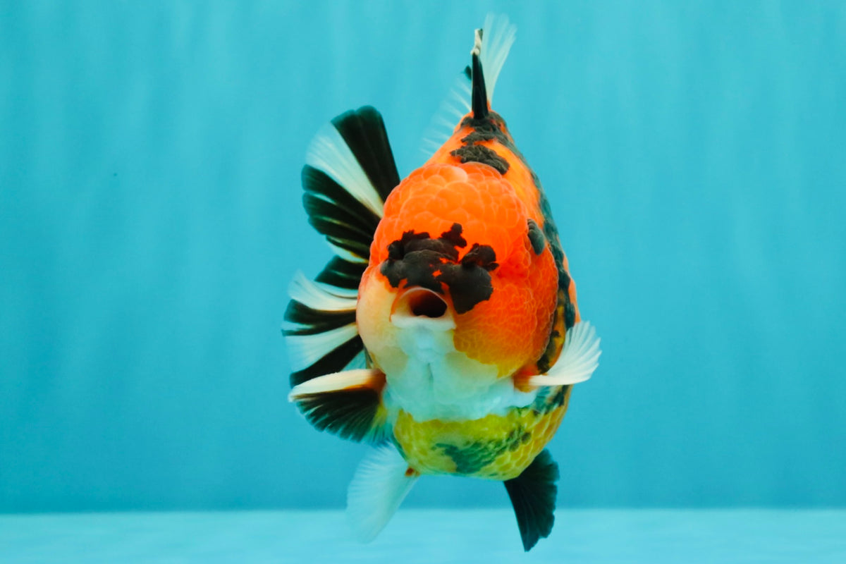 CHARLIE AAA Grade Tiger Yuanbao Male 5 inches #100226YB_03