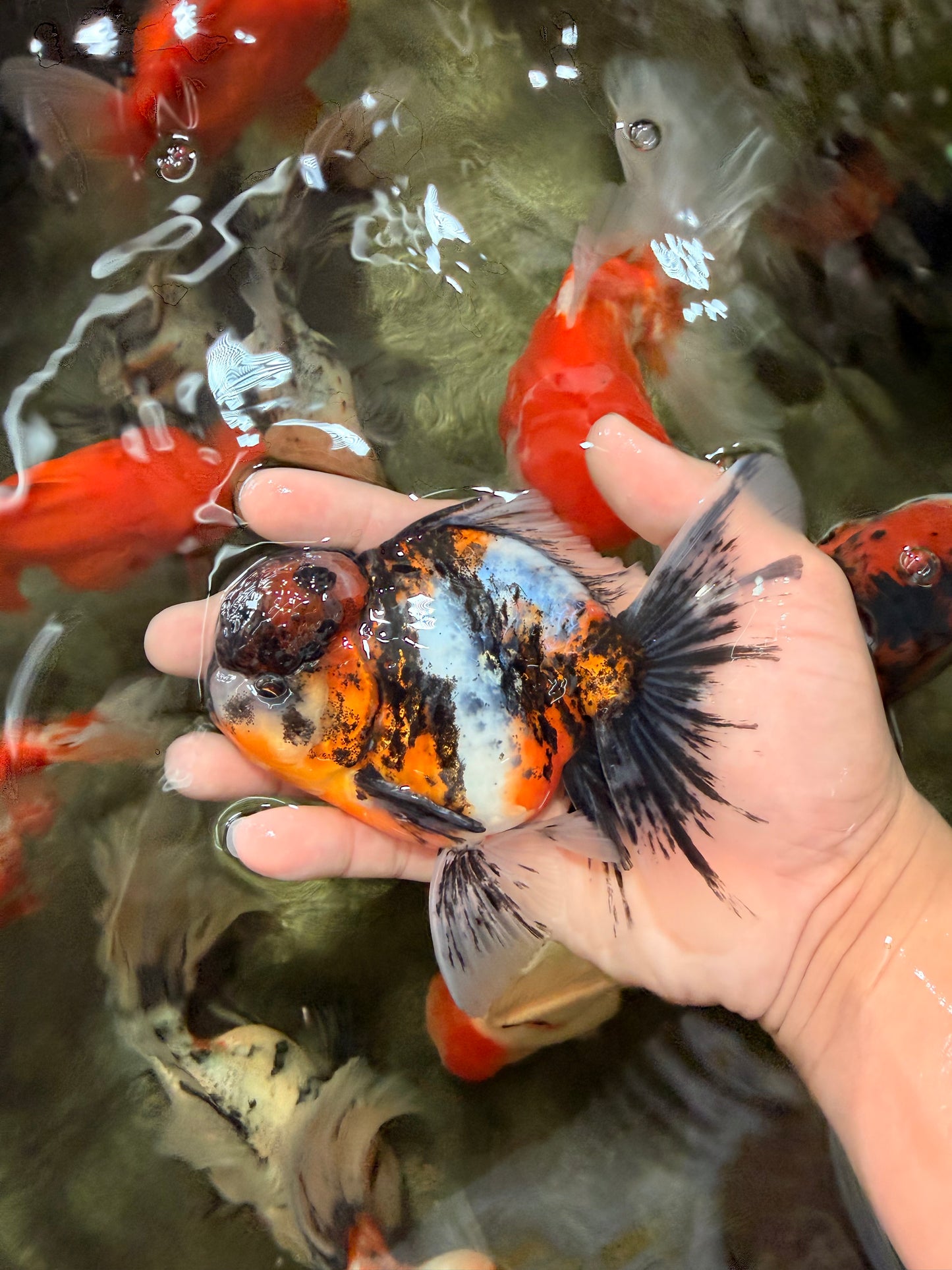 AAA Grade Calico Oranda Male 5 inches #070626OR_06