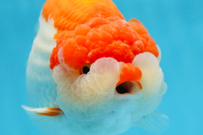 AAA Grade Red White LionKing 5.5-6 inches #081525LC_01