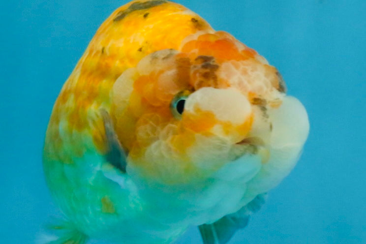 ADORABLE Sakura LionChu Female 5-5.5 inches #121925LC_07