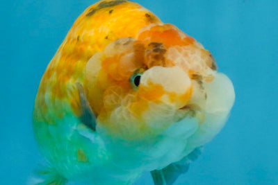 ADORABLE Sakura LionChu Female 5-5.5 inches #121925LC_07