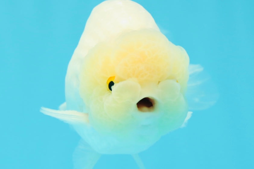 ❄️ Super Cute Snow White Lemonhead Lionchu Male 4.5 inches #0524LC_14