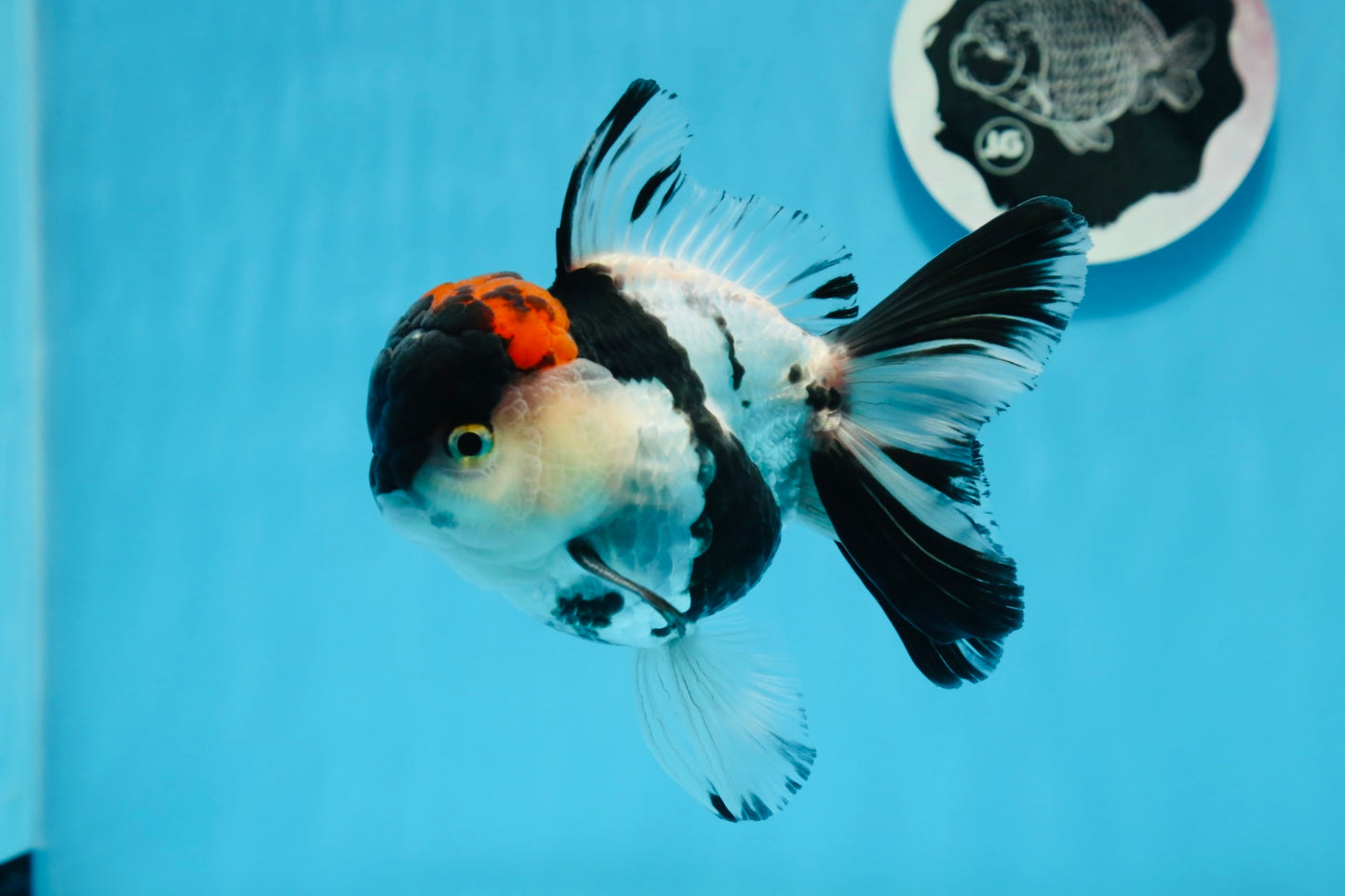 AAA Grade Tricolor Oranda Male 5 inches #0830OR_11