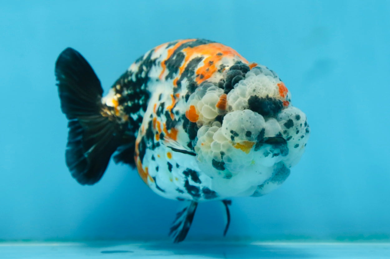 RARE AAA Grade Special Tricolor Tiger LionQueen 4.5-5 inches #082225LC_02