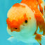 A Grade Red White Oranda Female 5.5 inches #061926OR_13