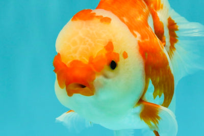 A Grade Red White Oranda Female 5.5 inches #061926OR_13
