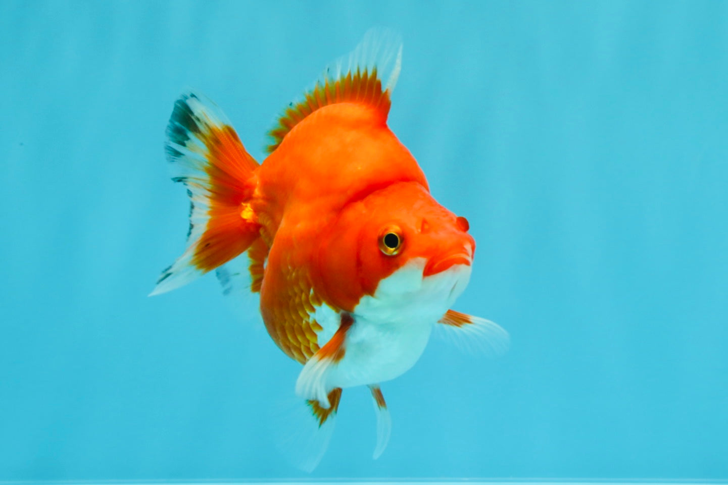 AAA Grade Red White Ryukin Female 4 inches #022726RK_18