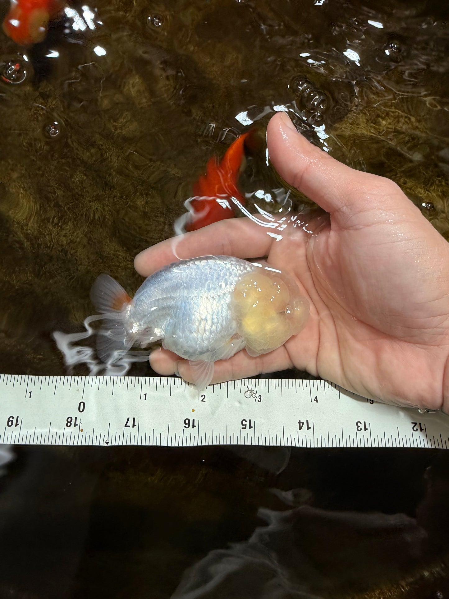 SNOW WHITE A Grade White LionQueen 3.5-4 inches #112825LC_05