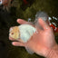 MASHMALLOW A Grade White Oranda Male 5.5-6 inches #091826OR_05