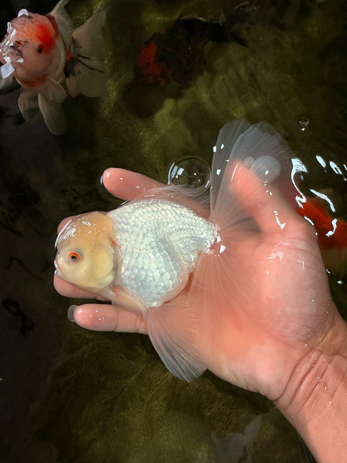 MASHMALLOW A Grade White Oranda Male 5.5-6 inches #091826OR_05