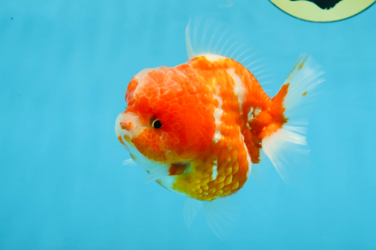 AAA Grade Cherry Sakura Yuanbao Female 4-4.5 inches #101025YB_24