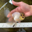 A Grade Panda White Oranda Male 5 inches #050225OR_07