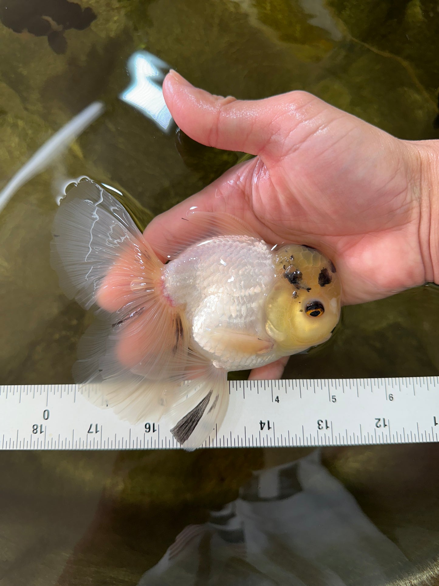 A Grade Panda White Oranda Male 5 inches #050225OR_07