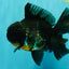 AAA Grade Kirin Oranda Male 6.5 inches #070626OR_14