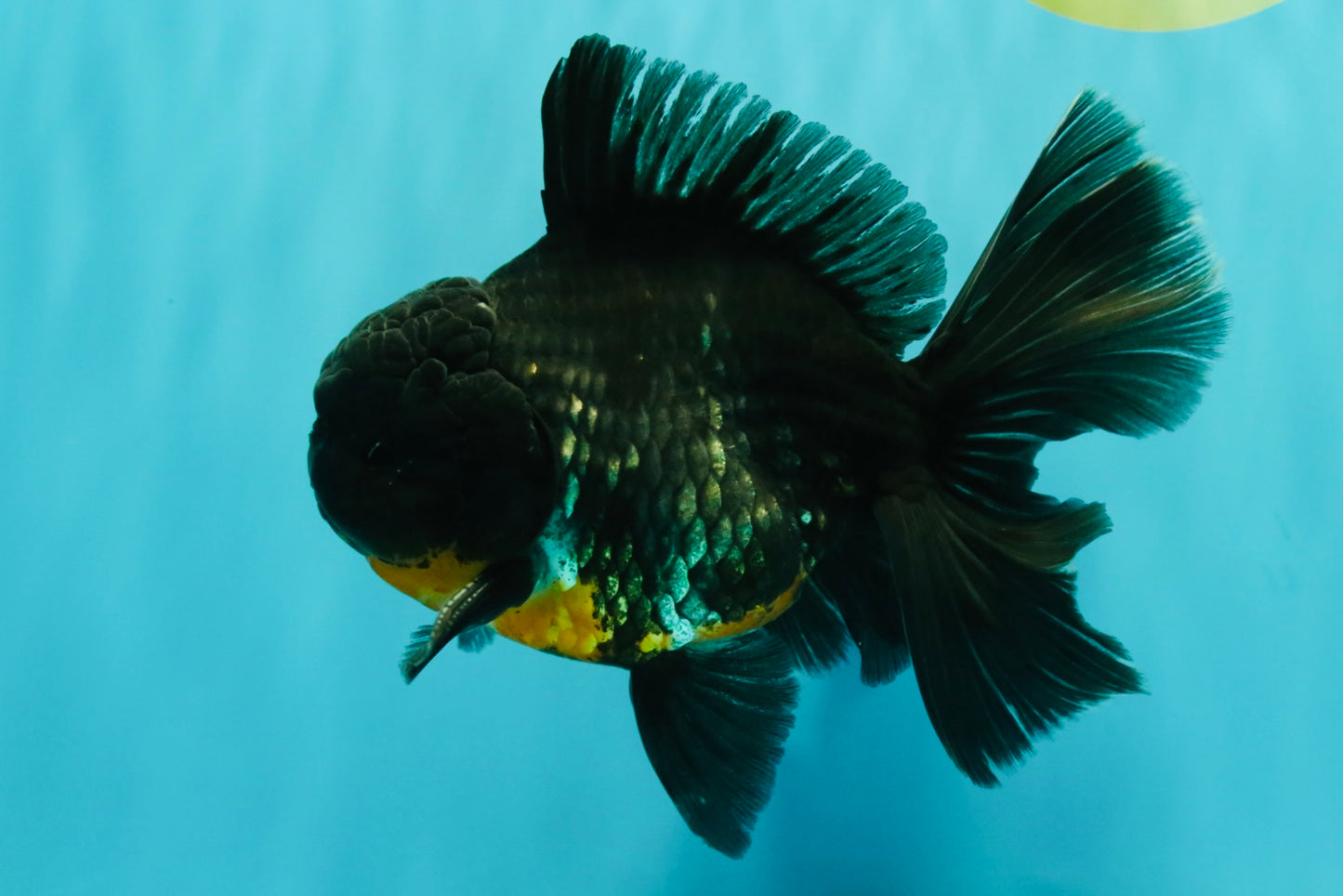 AAA Grade Kirin Oranda Male 6.5 inches #070626OR_14